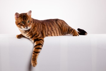 RW SGC Tigervisions Darkshow