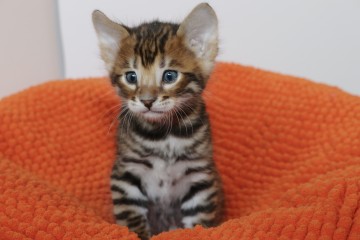 Tigervisions Kitten