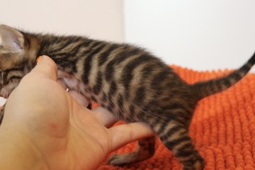 Tigervisions Kitten
